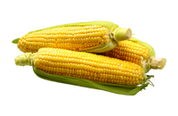 Corn